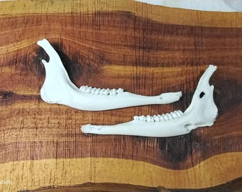 Deer Jaw Bones/Found/Lower Deer Jaw Bone/Doe/Buck