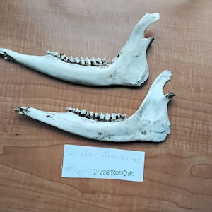 Deer Jaw Bones/Found/Lower Deer Jaw Bone/Doe