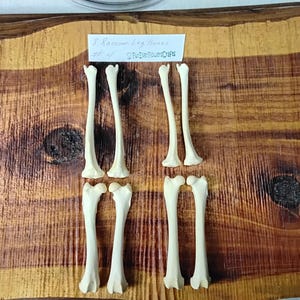 Raccoon Bones/8 Pack/Leg Bones/Animal Bones/Real Bone/Taxidermy/Craft Bones/Jewelry supply bones
