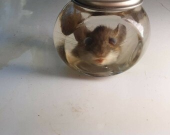 Wet Mouse Head/Wild Field Mouse/Real/Wet Specimen/Glass Jar/
