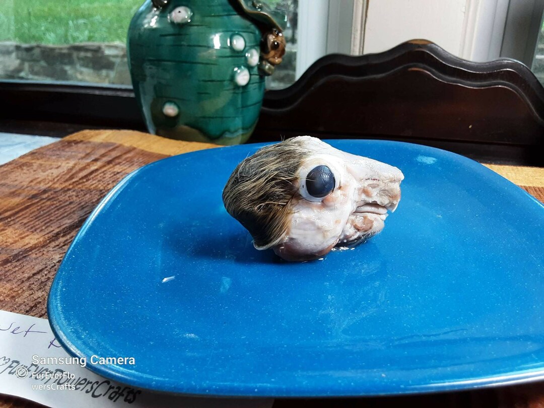 Toupee Rabbit Wet Rabbit Head/domestic Rabbit With a Toupee/wet Specimen/glass Jar - Etsy