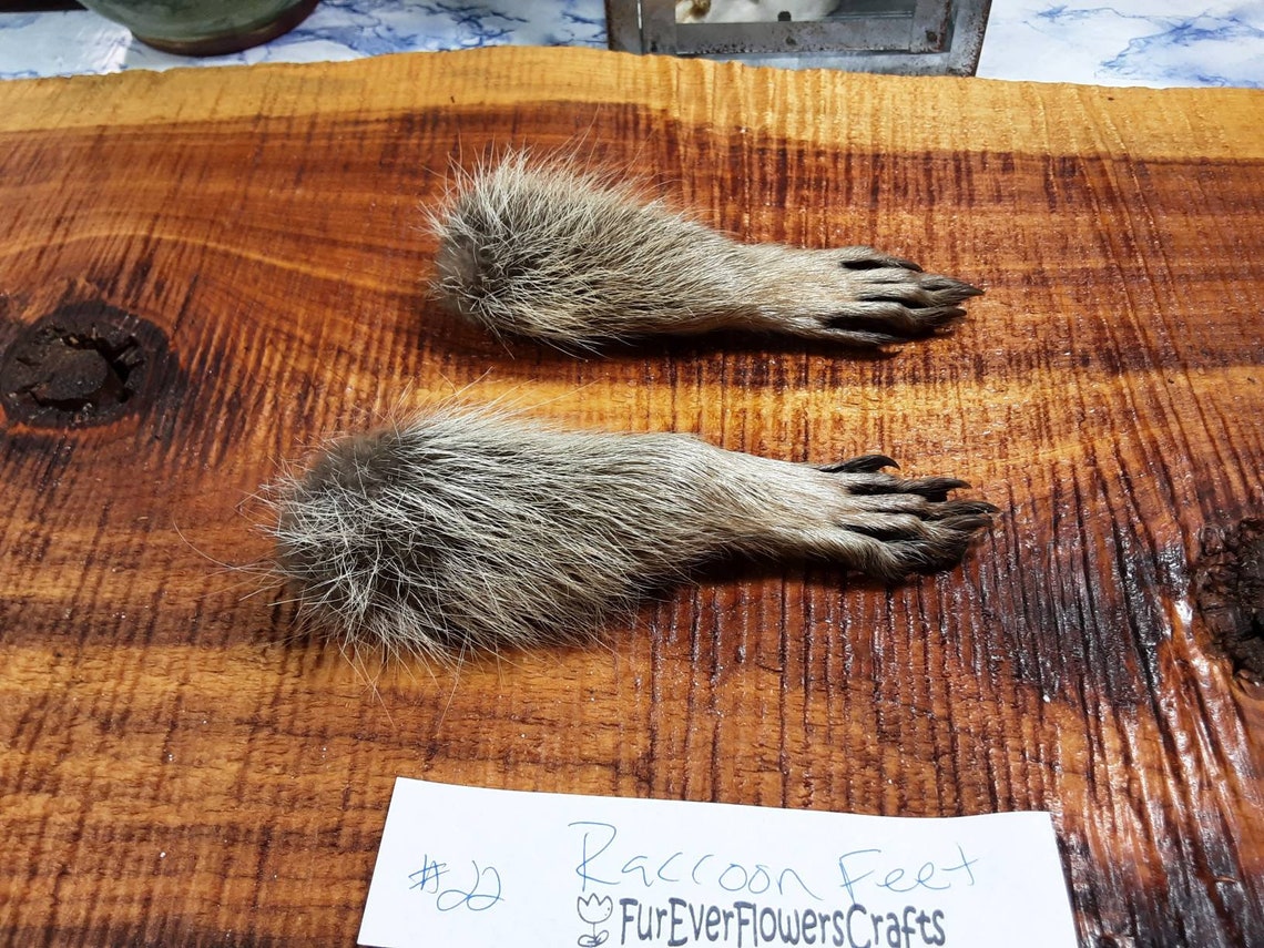 Raccoon feet images
