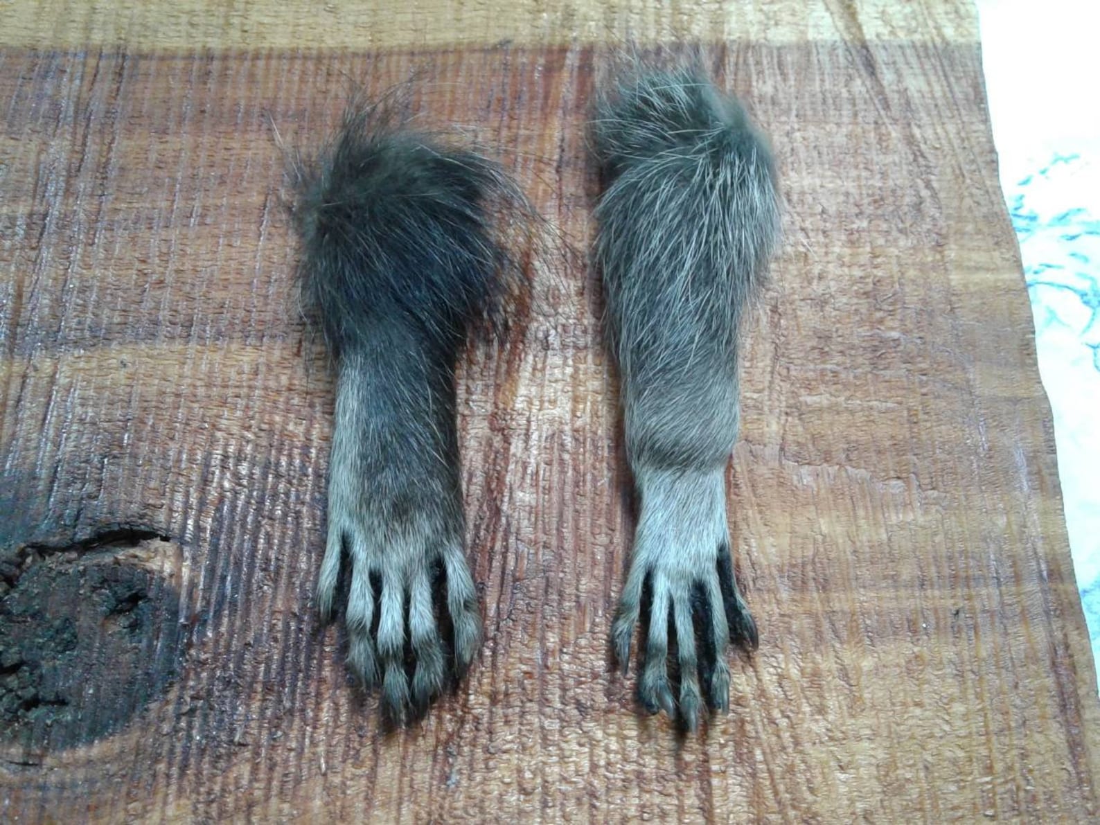 Raccoon Feet/2 Large Feet/Raccoon Claws/Raccoon Parts/Foot | Etsy