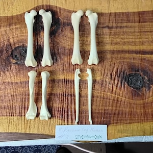 Raccoon Bones/8 Pack/Leg Bones/Animal Bones/Real Bone/Taxidermy/Craft Bones/Jewelry supply bones
