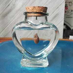 May include: A clear, heart-shaped glass bottle filled with water, topped with a cork stopper. Inside, a small, brown object is suspended. The bottle sits on a blue surface, with a blurred background.