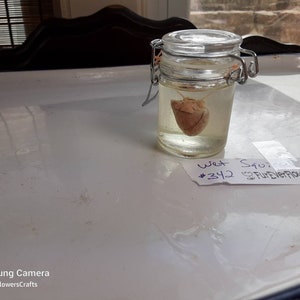 Corazón de ardilla húmedo/Corazón de ardilla zorro extragrande/Ejemplar húmedo/Frasco de vidrio/Real