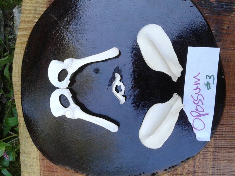 Opossum Scapula Pelvic AtlasAnimal BonesReal BoneTaxidermySkeleton BonesCraft Bones