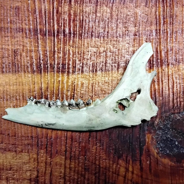 Deer Jawbone/1 Jaw/Real Bone/Animal Bones/Found/Taxidermy/Craft Bones