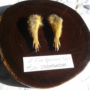 May include: Two fox squirrel feet with orange and brown fur, displayed on a dark wooden circular base. The feet are positioned side by side. A handwritten label reads "2 Fox Squirrel Feet #20 FurEverFlowersCrafts."
