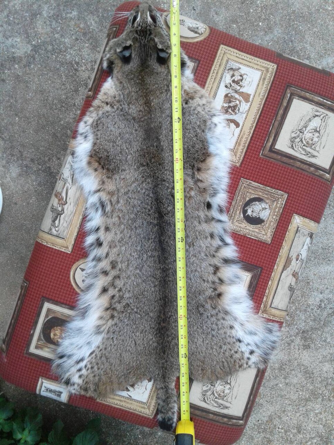 Real Bobcat Pelt/XX Large Bobcat Pelt/Tanned Pelt/Real Fur Etsy