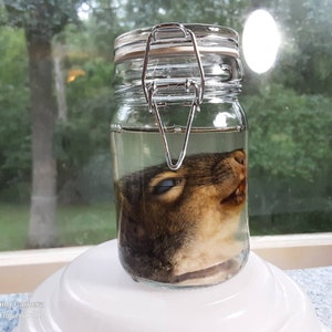 May include: A clear glass jar with a metal clasp contains a preserved squirrel head submerged in liquid. The squirrel's fur is brown and tan, with visible teeth and a closed eye. The jar sits on a white surface, with a blurred green background.