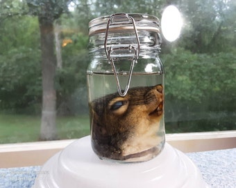 Wet Squirrel Head/Gray Squirrel/Skull/Wet Specimen/Glass Jar