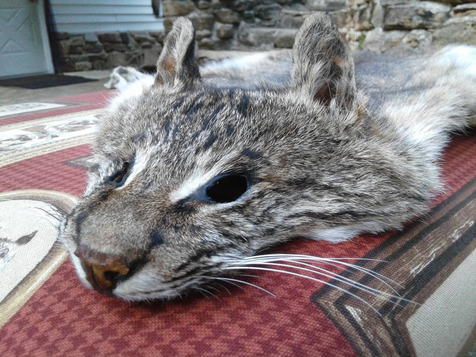 Real Bobcat Pelt/XX Large Bobcat Pelt/Tanned Pelt/Real Fur Etsy