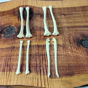 Raccoon Bones/8 Pack/Leg Bones/Animal Bones/Real Bone/Craft Bones/Jewelry supply bones