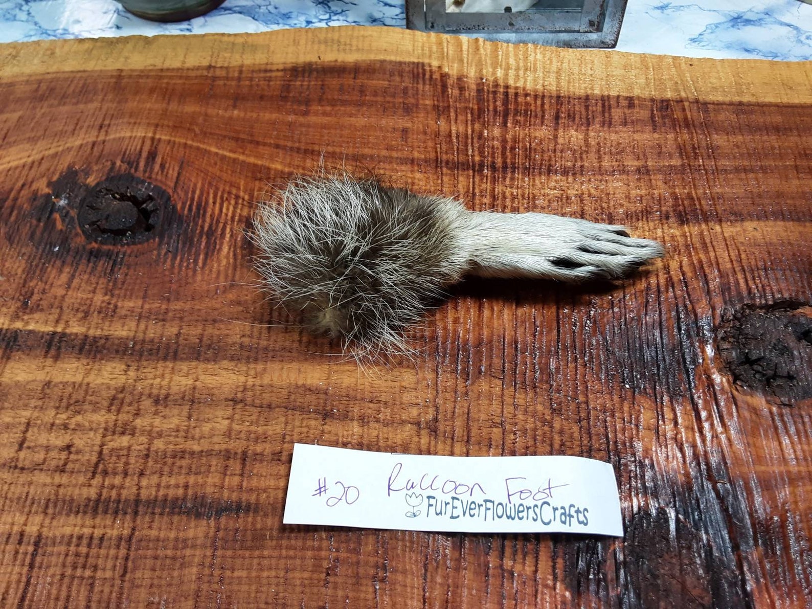 Raccoon Foot/1 X-Large Foot/Raccoon Claws/Feet/Raccoon Parts | Etsy