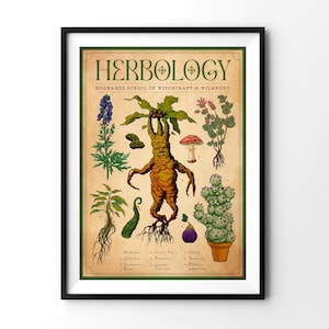 Kunstdruck A4 &quot;Herbology&quot; | Magische Pflanzen & Kräuter, Botanische Illustration im Vintage-Stil | Nachhaltiger Fantasy-Print für Fans