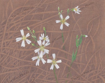 Greater Stitchwort flower - high quality Giclée print of original artwork