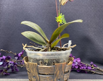 Petite jardinière d'orchidées faite main pour clôture en bois