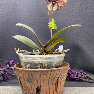 Può includere: Un'orchidea in vaso con fiori viola scuro e gialli maculati. La pianta è in un vaso di plastica trasparente, all'interno di un vaso di ceramica marrone decorativo con un motivo a venature del legno e aperture ritagliate.