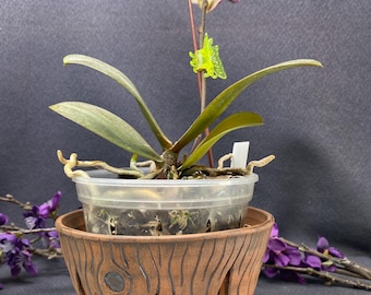 Petite jardinière d'orchidées faite main en souche d'arbre