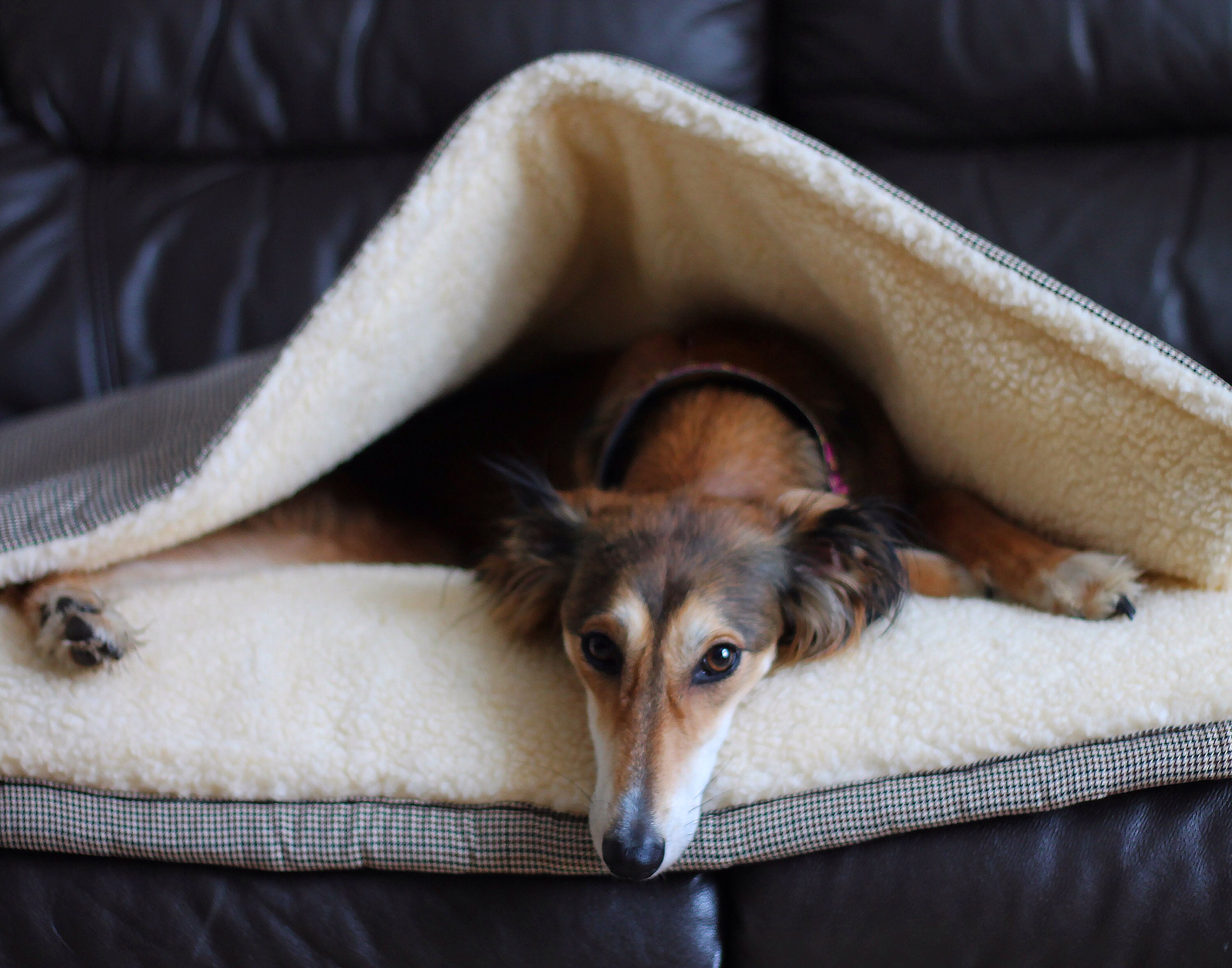 dog bed sack