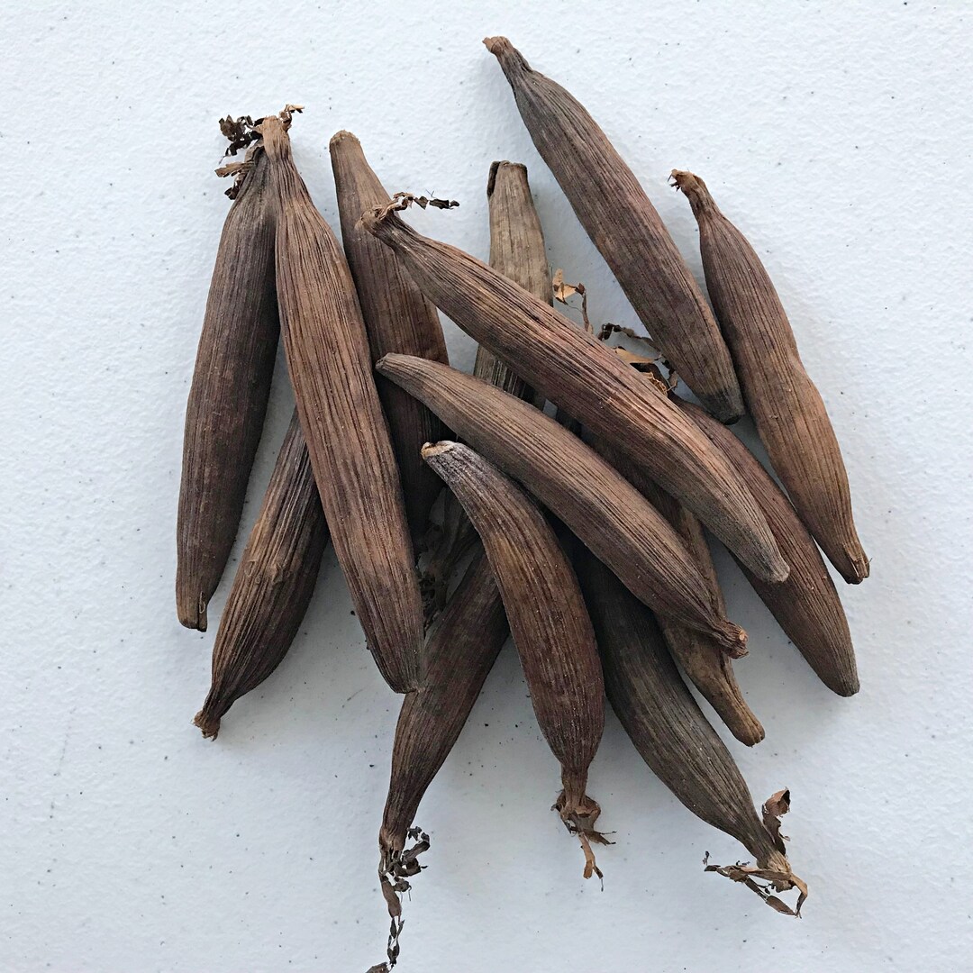 Seeds of Peace / Graines De La Paix / ndidam / Jujube / African Spices