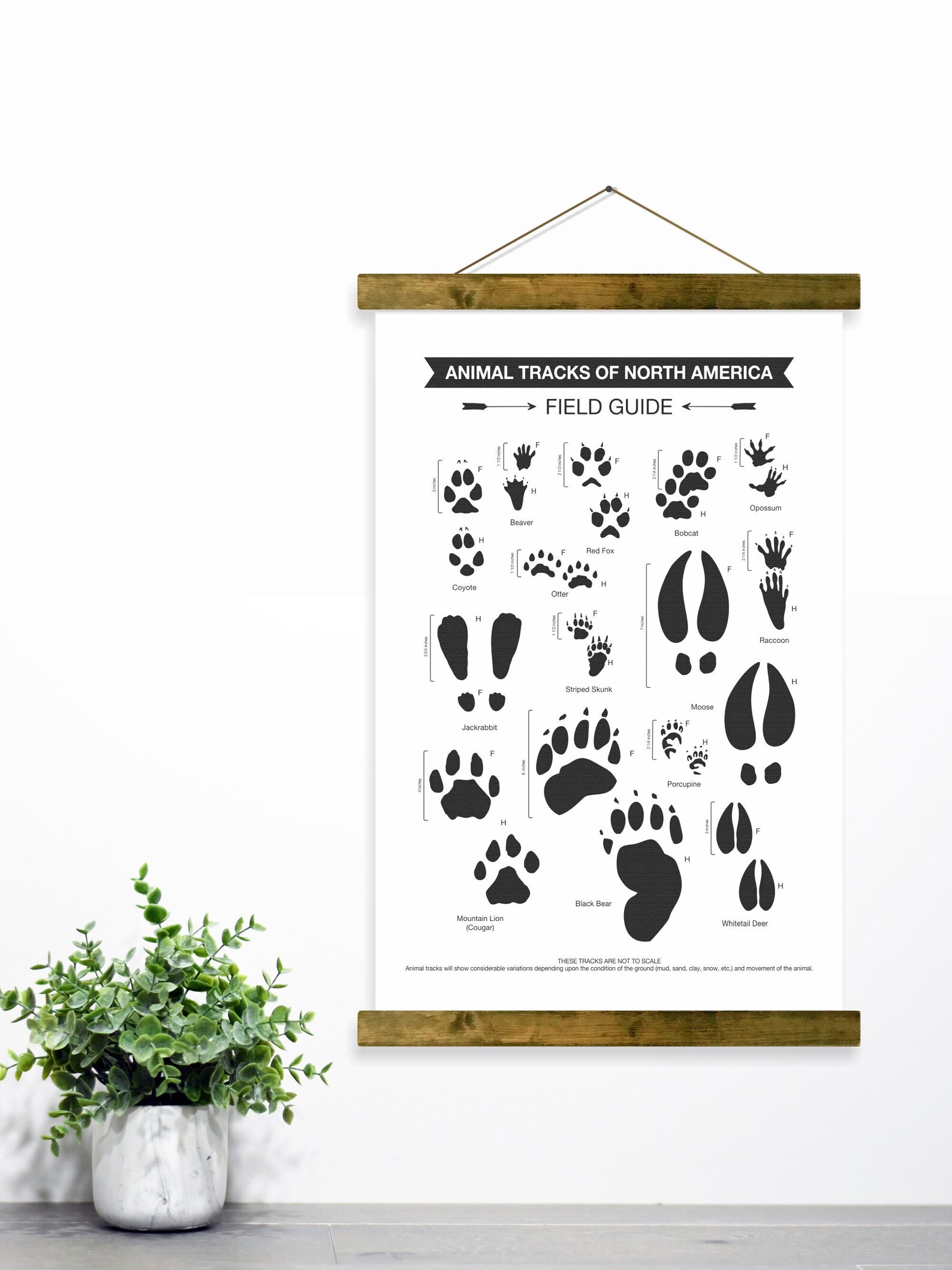 Homeschool Animal Tracks Poster Chart Digital Download | Etsy Ireland