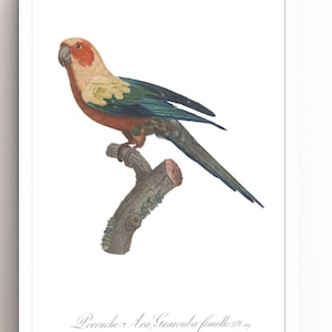Vintage Parrot Print: Restored French Botanical Bird Poster
