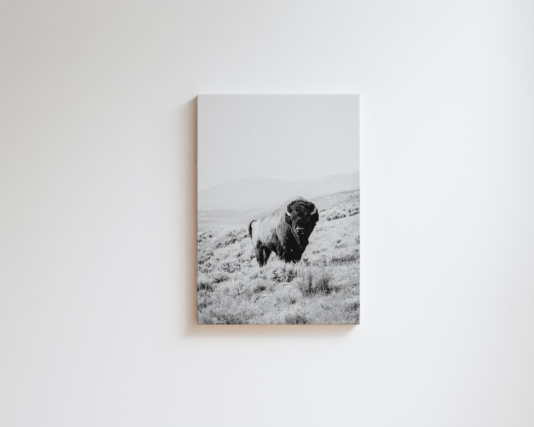Black and White Bison Canvas Print: Modern Rustic Wildlife Wall Art - Etsy
