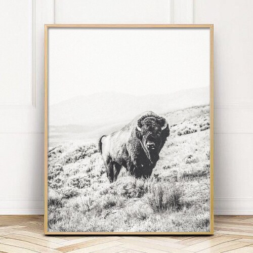 Buffalo Buffalo Print Bison Wall Art Bison Black and White Etsy