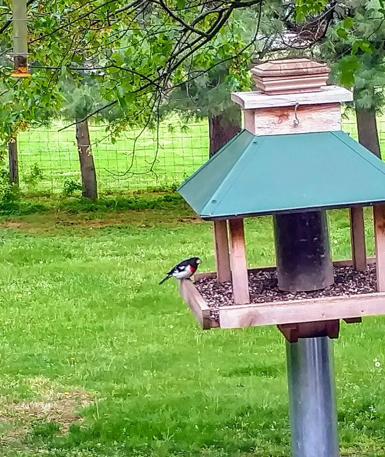 Extra Large Bird Feeder Etsy