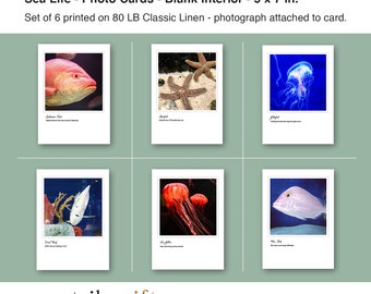 Sea Life Photo Note Cards, Set of 6, PRINTED PRODUCT, Ocean Life, All Occasion Cards, Greeting Card Set, Photo Greeting Cards, Underwater