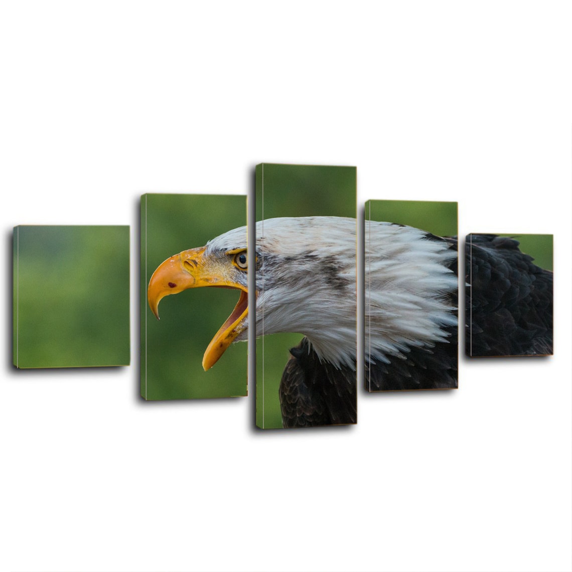 5 Piece Eagle Canvas Wall Art Image Picture of Eagles Etsy