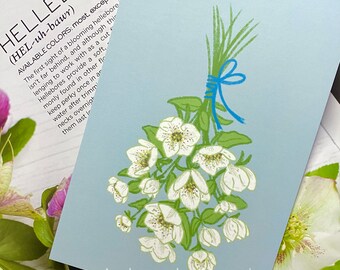 Hellebore Flowers Art Print