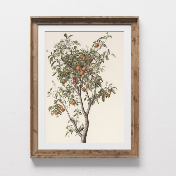Orange Tree Sketch - Vintage Spanish Kitchen Print - Cottagecore Wall Art Download DIY Printable + FREE iPhone Wallpaper