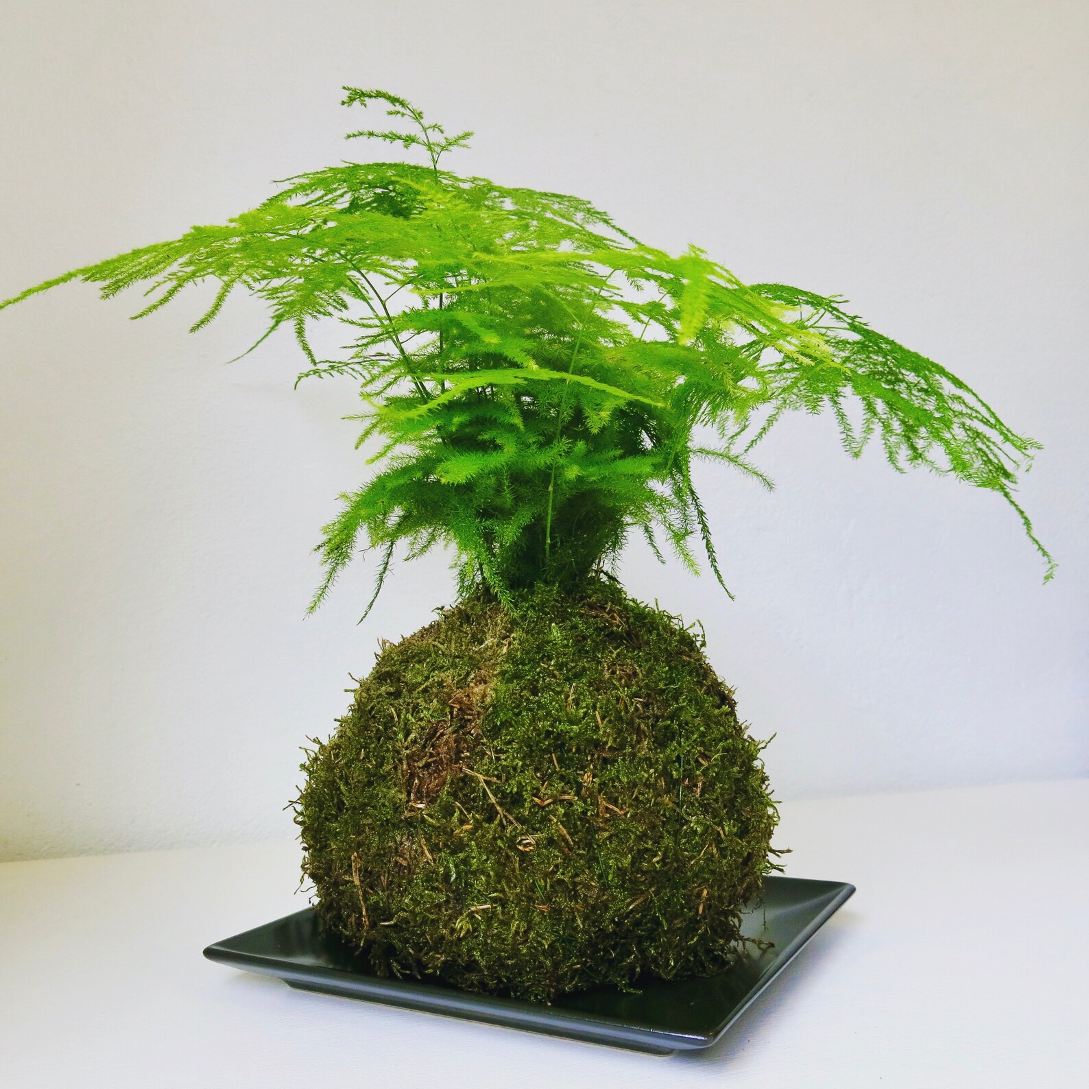 Kokedama With Asparagus Fern Includes Dish Great Gift or for Etsy