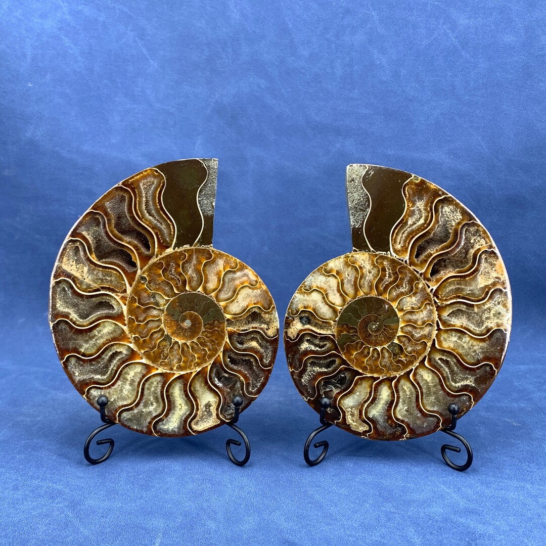 Natural Rare Ammonite Fossil Conchstandfossil Rockslarge Etsy