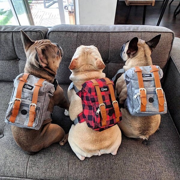 Grey Dog Backpack With Harness SALE