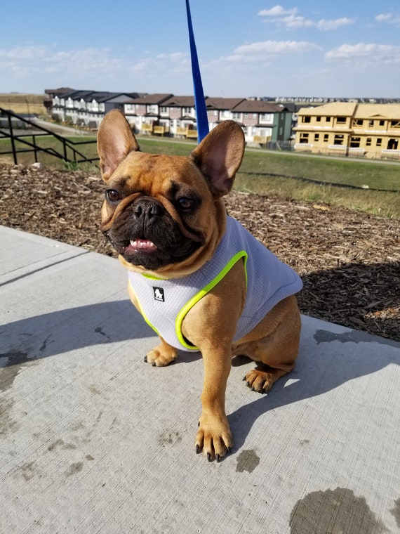 french bulldog cooling vest