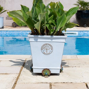 May include: A white planter with a peacock design on the bottom and the words "Heritage Garden Pottery" on the side. The planter is filled with green leafy plants and is sitting on a stone patio next to a swimming pool.