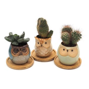 Puede incluir: Tres macetas de cerámica con forma de búho, cada una con una suculenta o cactus diferente. Las macetas son de color azul, beige y verde, y están sobre pequeñas bandejas redondas de bambú. Las plantas son verdes y espinosas.