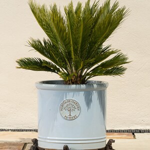 May include: A light blue ceramic planter with a brown logo that says "Heritage Garden Pottery" and a tree design. The planter is sitting on four small, brown, dog-shaped feet. A green cycad plant is growing in the planter.