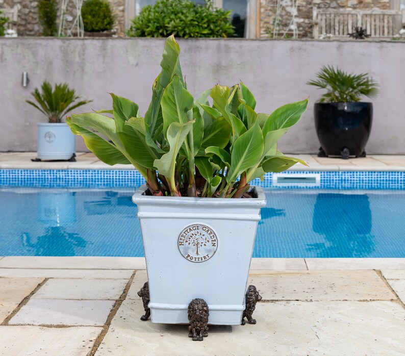 May include: A light blue planter with a square shape and decorative lion feet. The planter has a white label with the text "Heritage Garden Pottery" and a tree design. The planter is filled with green plants and is sitting on a stone patio next to a swimming pool.