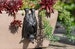 Bat Pot Buddy Pot Hanger - Bronze Coloured Bat Pot Hanger - Gift Boxed Pot Buddies. Bat Ornament Garden and Home 