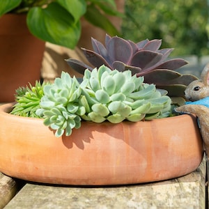 May include: A terracotta planter with a variety of succulents, including a purple echeveria, green rosettes, and a small green succulent. A brown rabbit figurine with a blue scarf is climbing the side of the planter.