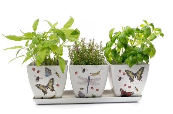 Iona Buchanan Insects Eco-Pot, bambù, set di 3, vasi per piante ecologiche, vaso  per piante, vasi per piante da interno, vasi per piante da esterno, regalo  di giardinaggio, giardino -  Italia