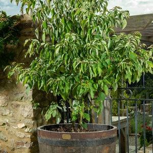 May include: A green and white variegated tree in a large brown wooden planter with metal cat feet. The planter is on a stone patio.