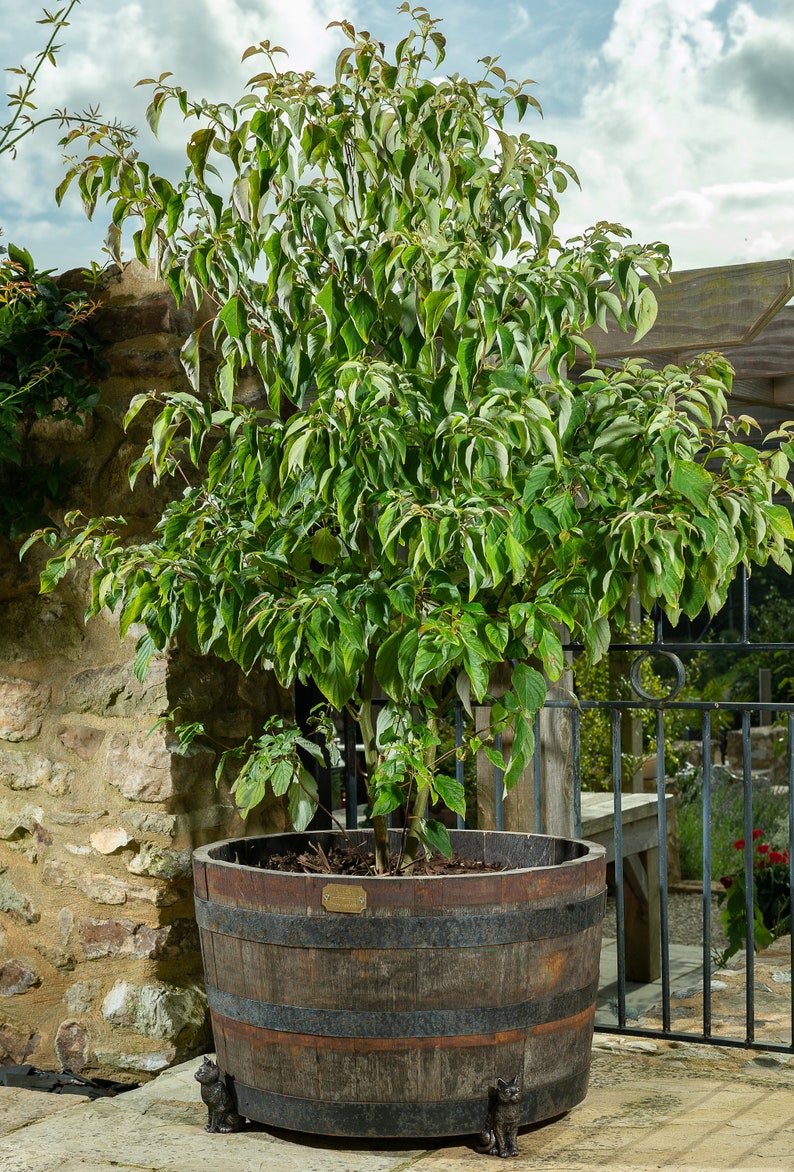 May include: A green and white variegated tree in a large brown wooden planter with metal cat feet. The planter is on a stone patio.
