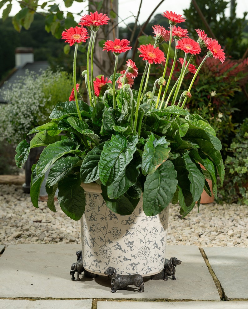 Dachshund Potty Feet Plant Pot Feet Antique Bronze Coloured Etsy UK