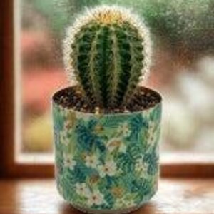 Puede incluir: Un cactus redondo, verde y espinoso plantado en una maceta cilíndrica. La maceta presenta un patrón vibrante de flores tropicales blancas y hojas de monstera verde oscuro sobre un fondo verde claro, relleno con tierra marrón oscura.